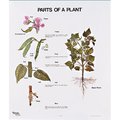 Denoyer-Geppert Charts/Posters, Parts of a Plant Mounted 1099-10